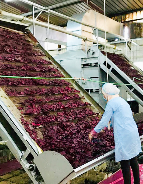Beetroo manufacture