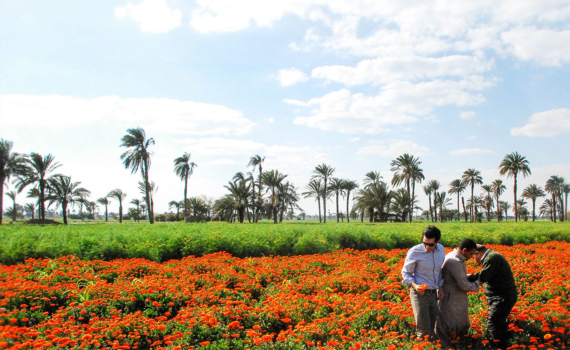 Agromisr garden