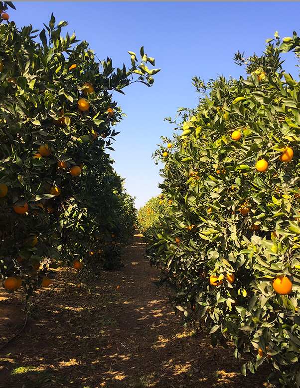 Orange garden